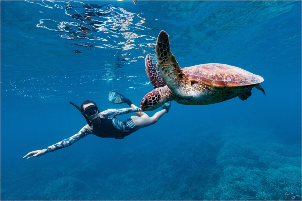 Visitors can also venture out to Islands of the Southern Great Barrier Reef like Lady Musgrave Island and Lady Elliot Island and swim with the turtles year-round.